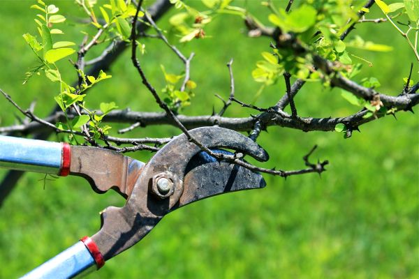 Cost of Branches Pruning in Anaheim