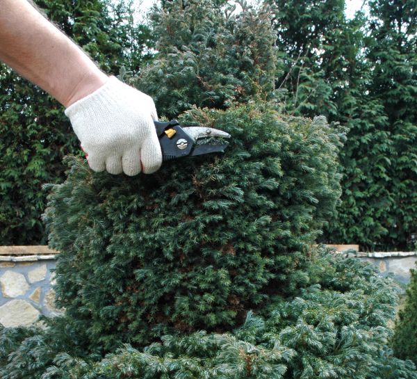 Cost of Ornamental Tree Trimming in Anaheim
