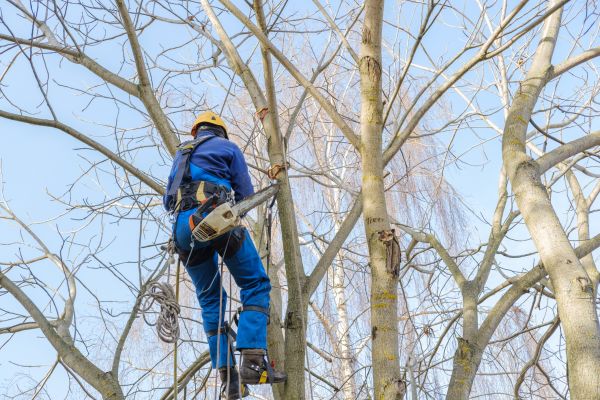 Cost of Large Tree Trimming in Anaheim