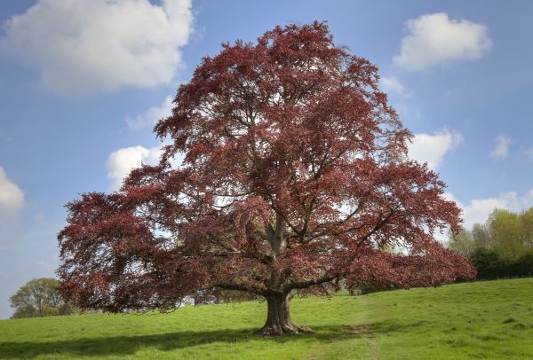 Cost of Beech Tree Pruning in Anaheim
