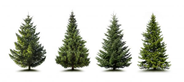 Cost of Pine Tree Trimming in Anaheim