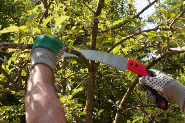 Apple Tree Trimming in Anaheim